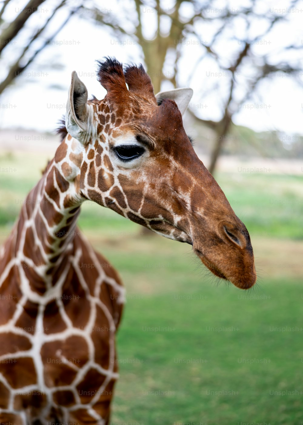 a close up of a giraffe near a tree