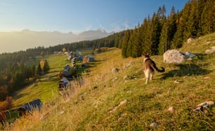 Un cane in piedi sulla cima di una collina coperta di erba
