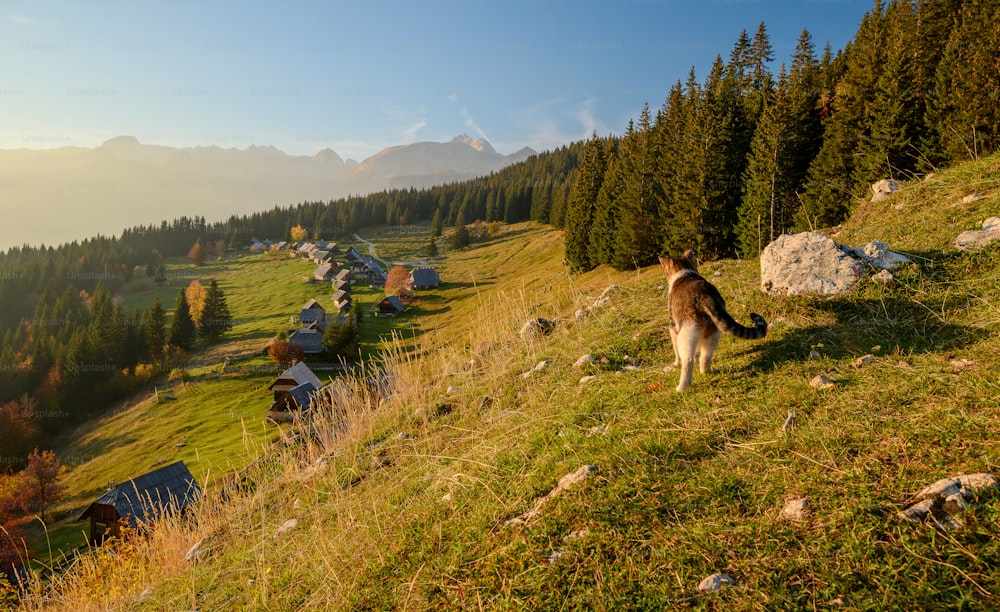a dog standing on top of a grass covered hillside