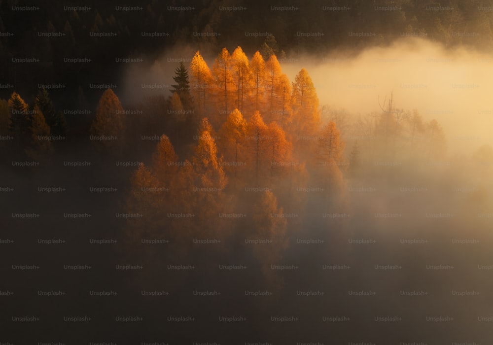 a foggy forest with yellow trees in the foreground