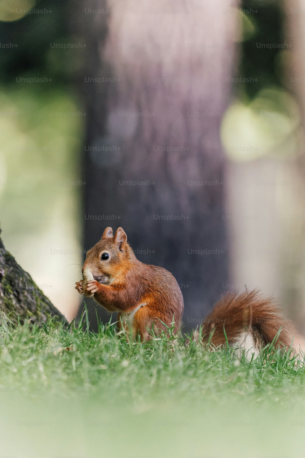 a squirrel eating a piece of food next to a tree
