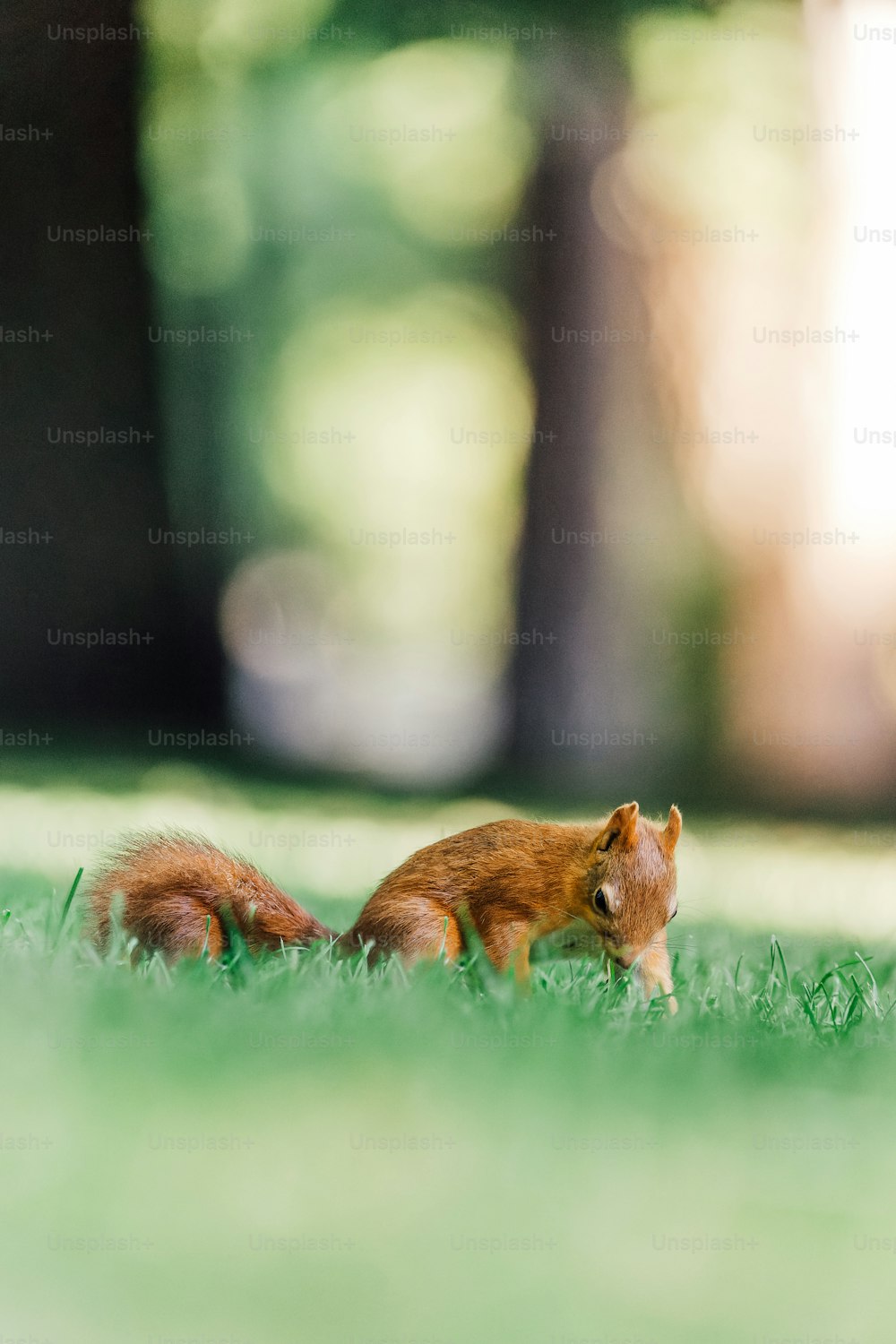 a small squirrel sitting on top of a lush green field