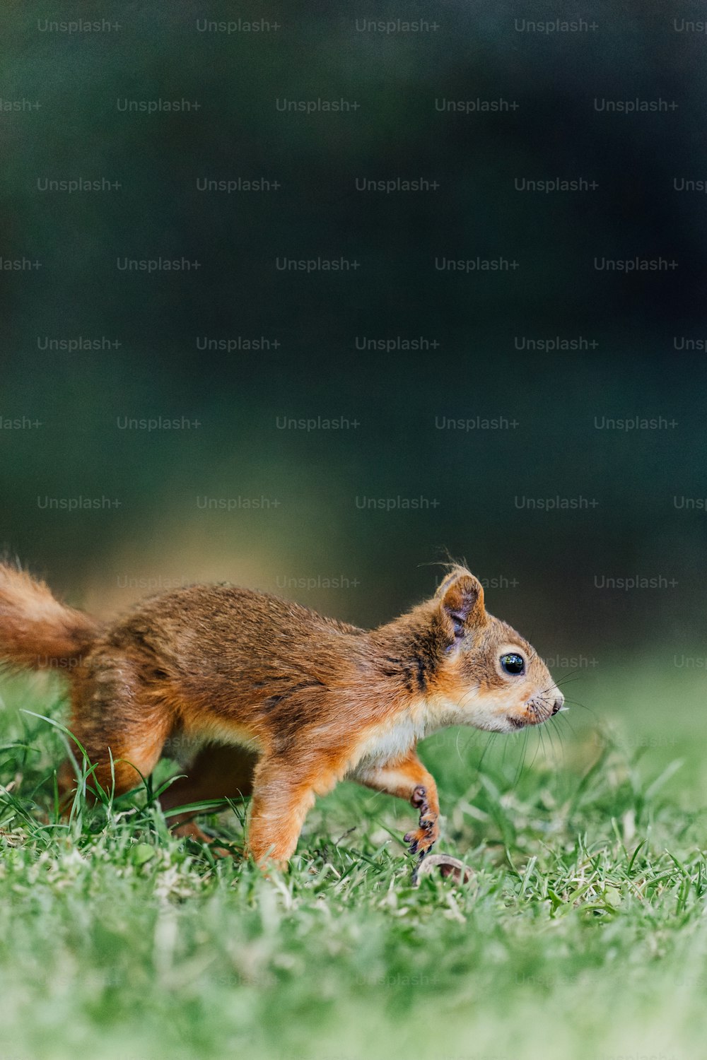 a small squirrel walking across a lush green field