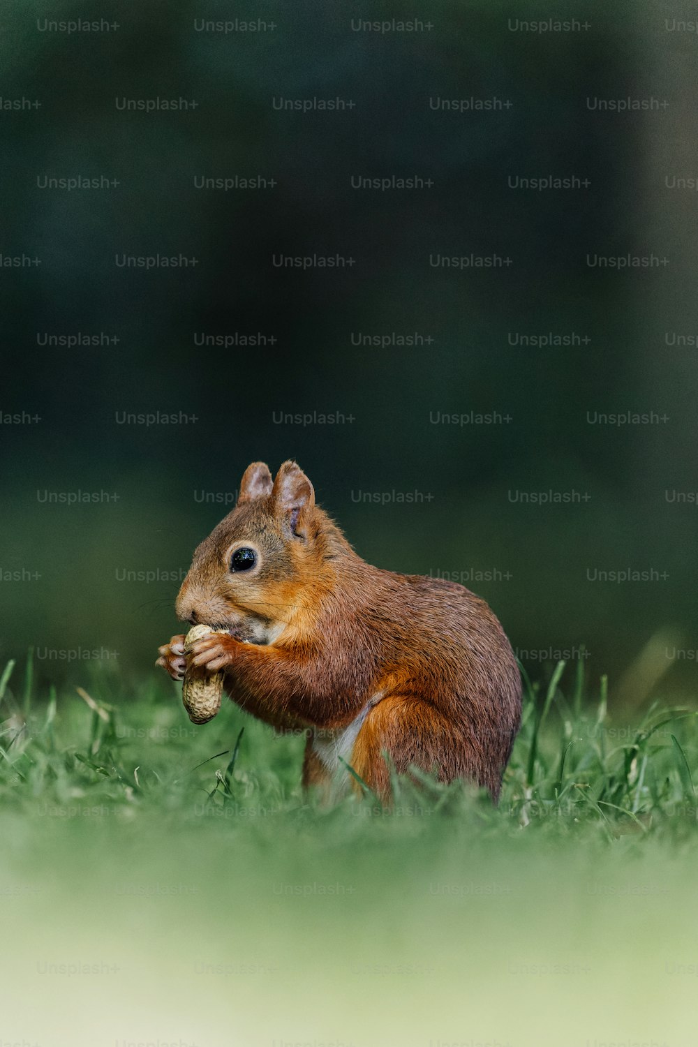 ein Eichhörnchen, das ein Stück Futter im Gras frisst