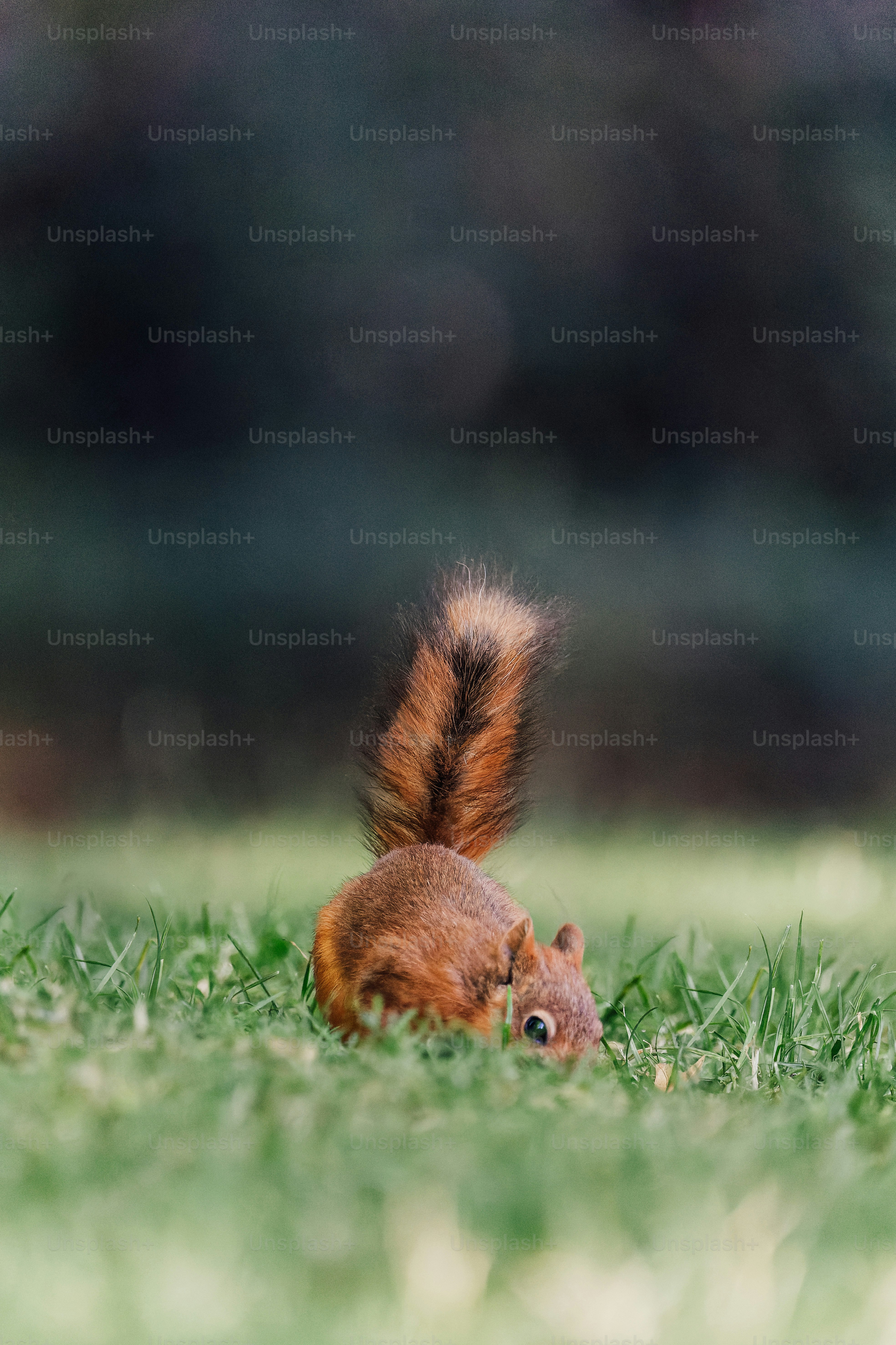 a red squirrel is sitting in the grass