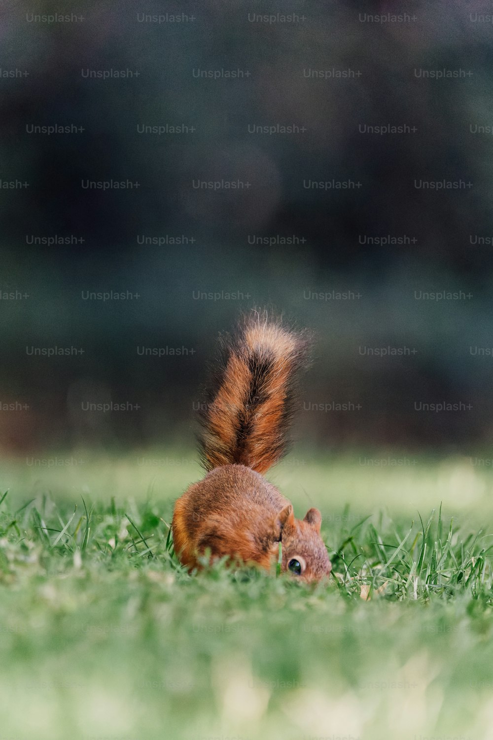 Ein rotes Eichhörnchen sitzt im Gras