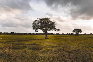 uma árvore solitária está sozinha em um campo