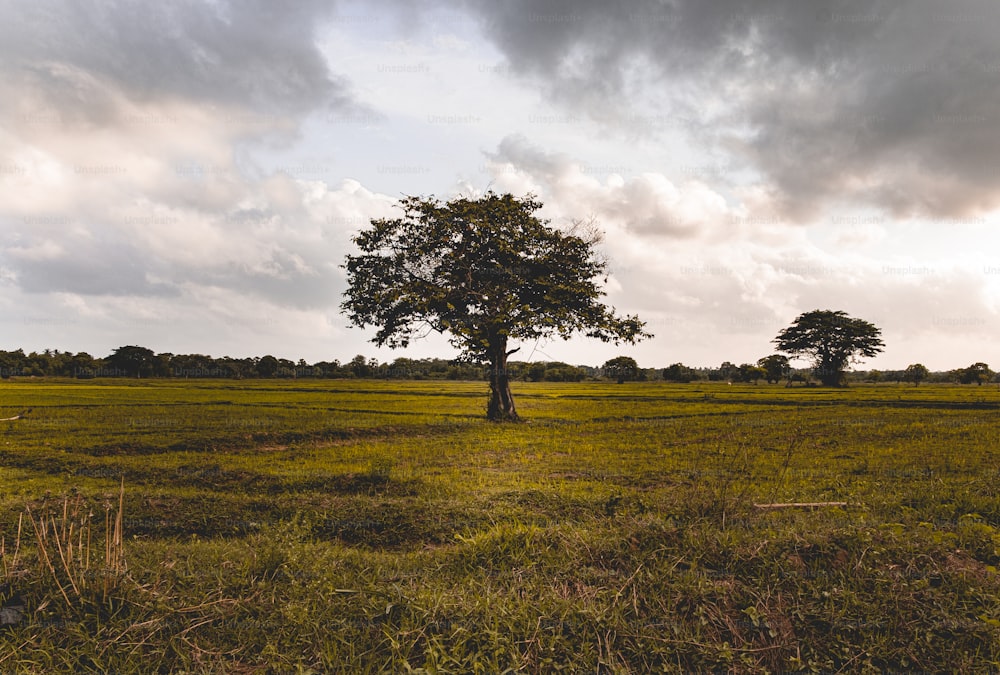 uma árvore solitária está sozinha em um campo
