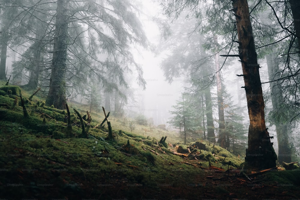 a foggy forest filled with lots of trees