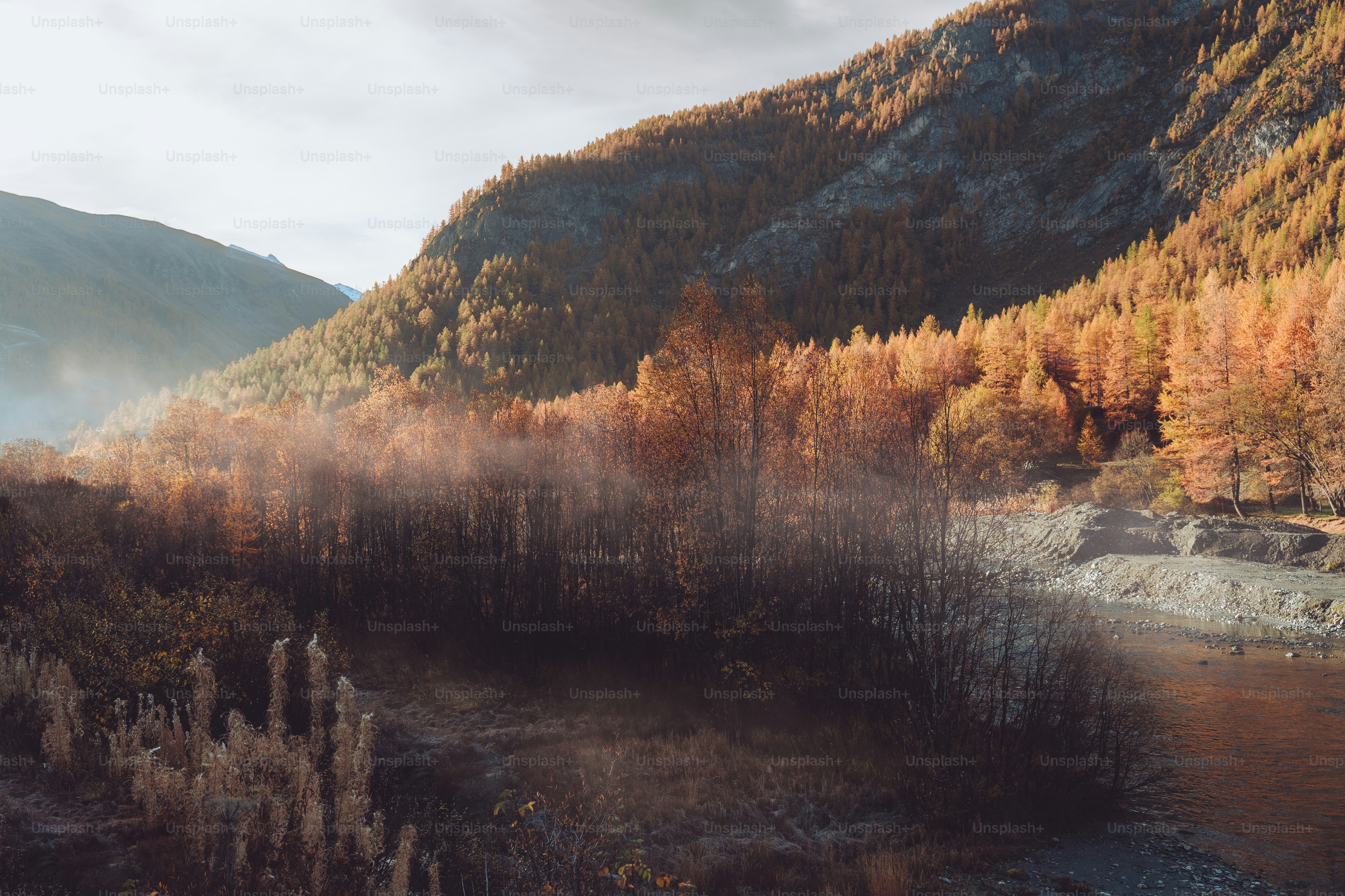 a river running through a forest filled with lots of trees