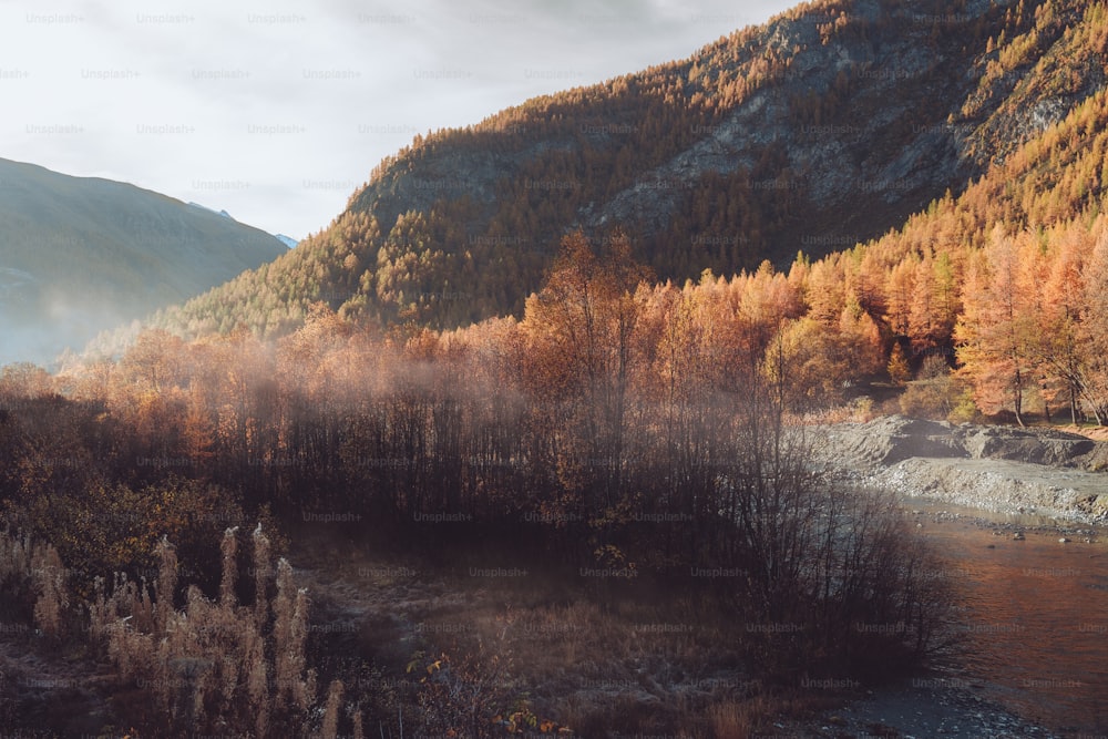 a river running through a forest filled with lots of trees