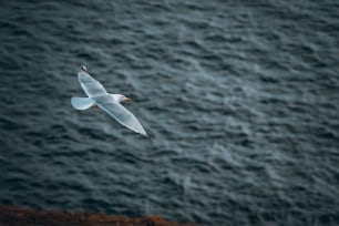 a seagull flying over a body of water