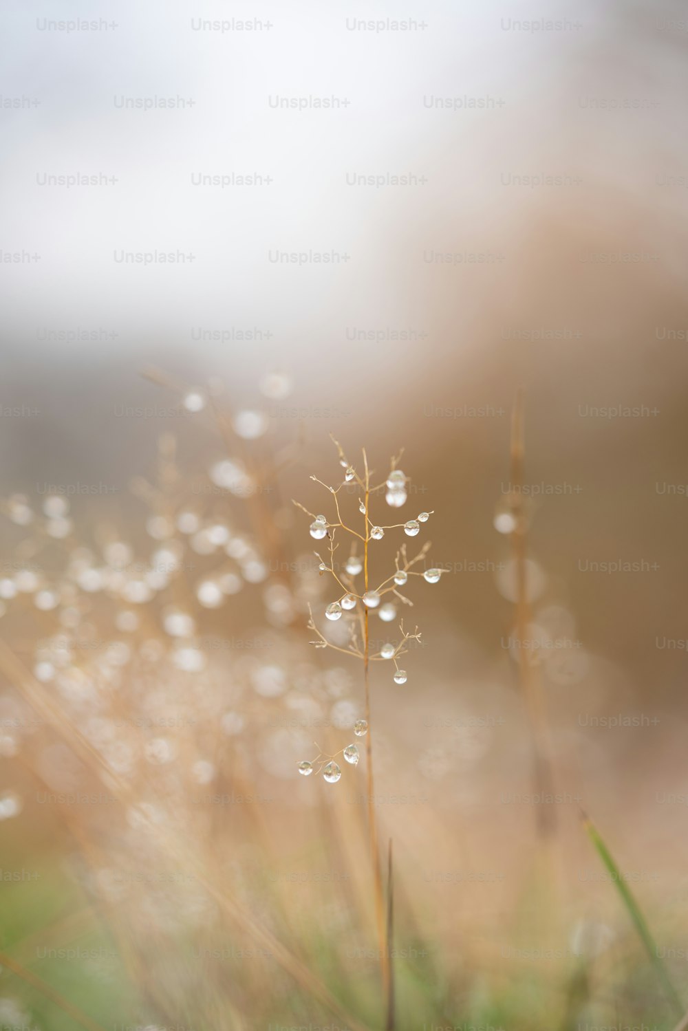 a close up of a plant with drops of water on it