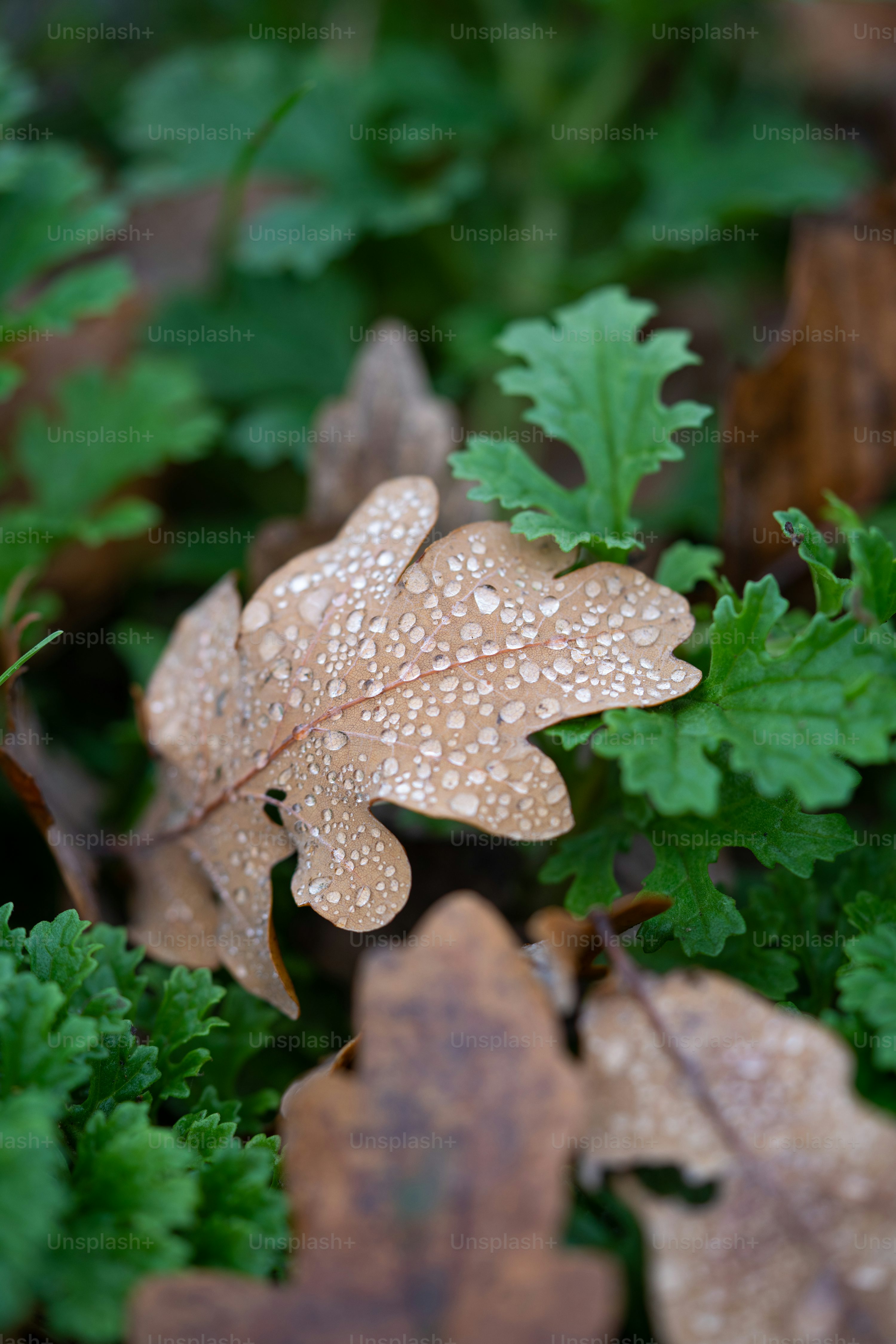 a close up of a leaf with water droplets on it