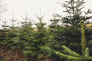 a row of pine trees in a field