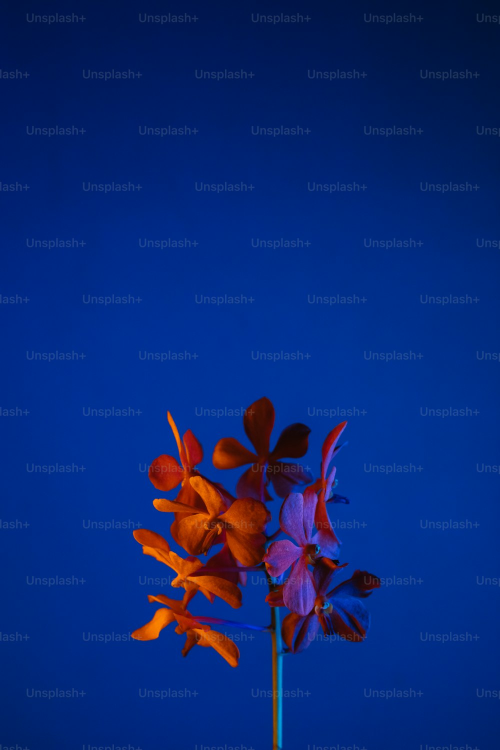 un vase bleu avec des fleurs orange et violettes