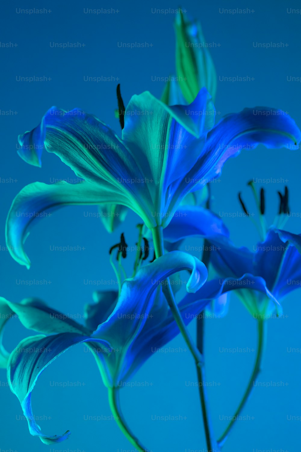 Un primer plano de una flor azul sobre un fondo azul