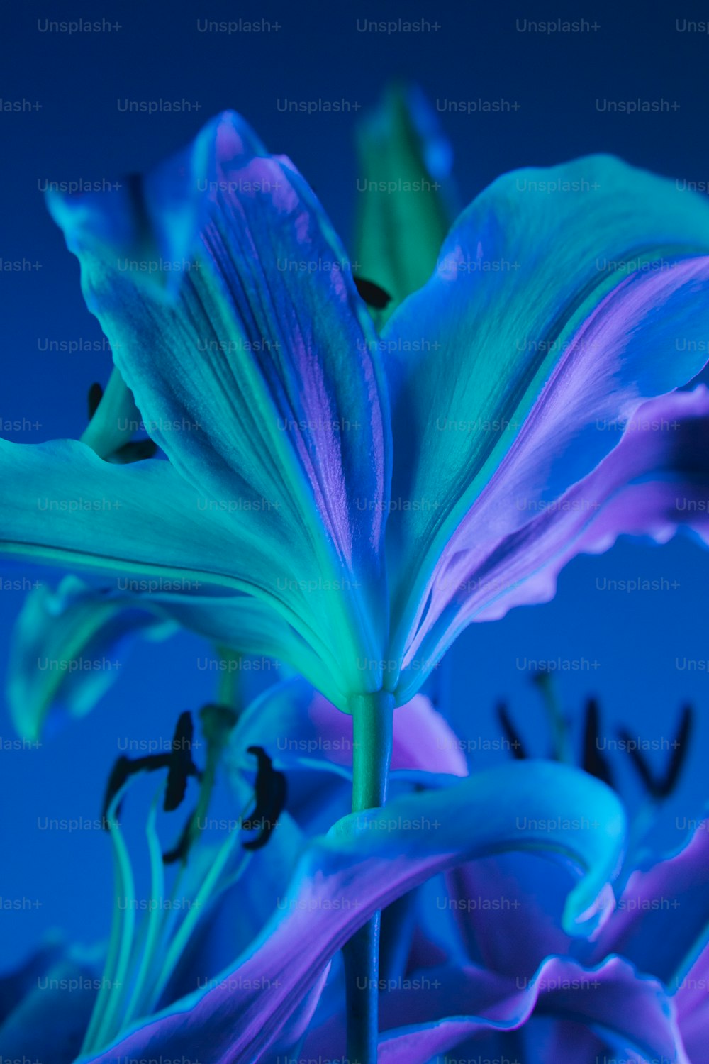 um close up de uma flor com um fundo azul