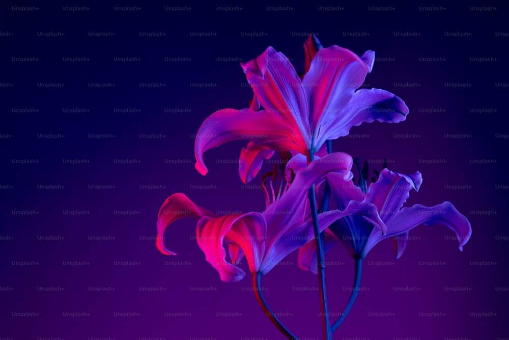 Un fiore viola e rosso su uno sfondo viola
