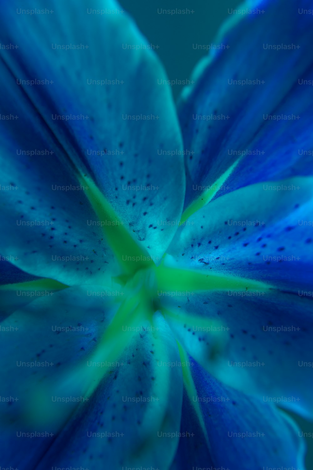 緑の中心を持つ青い花のクローズアップ