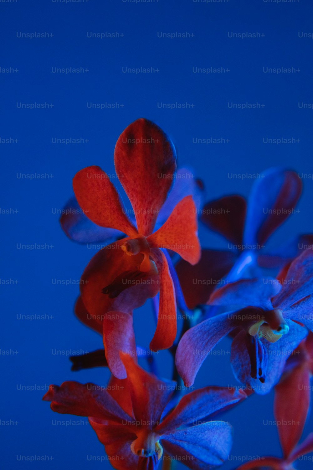 a close up of a blue and red flower