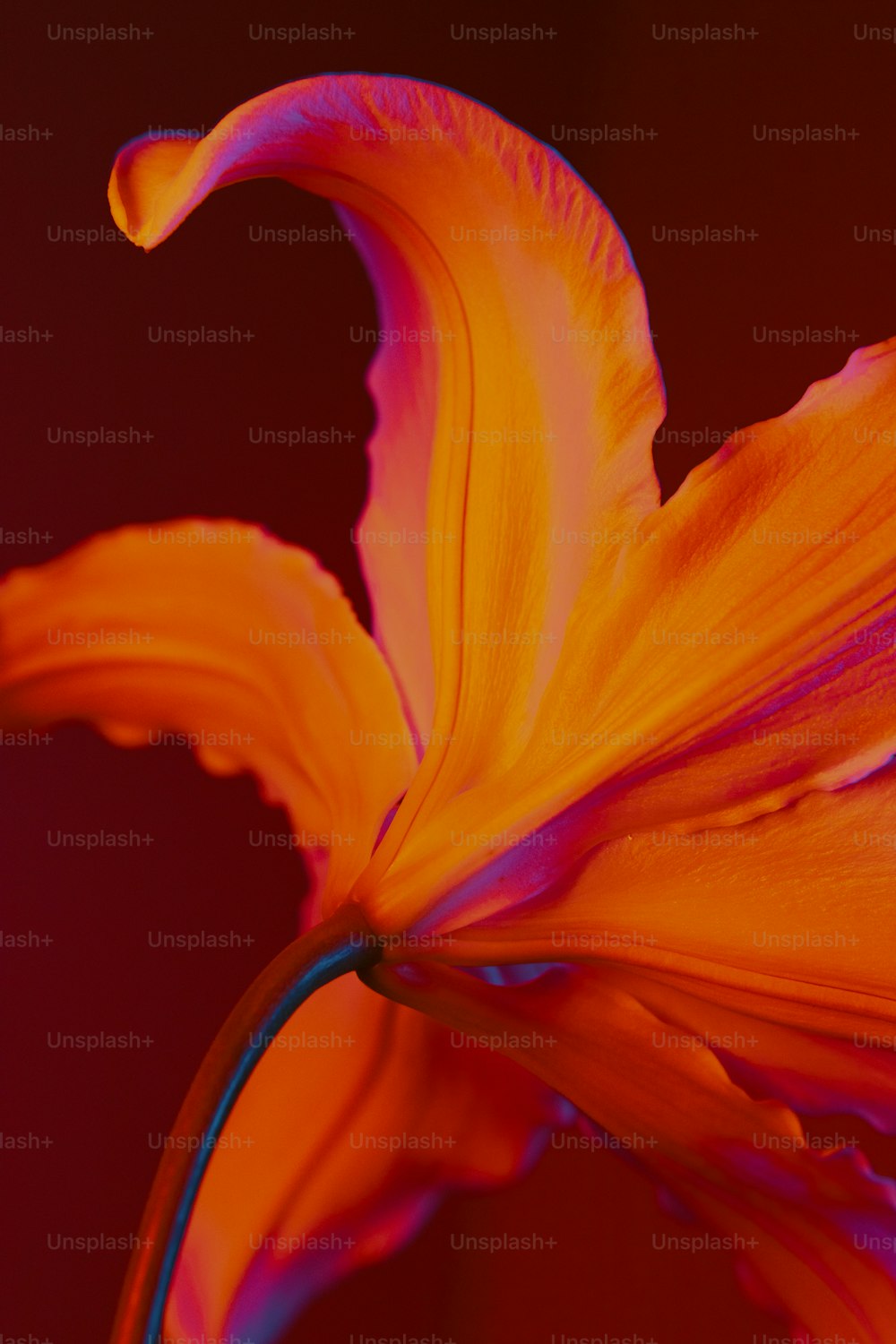 a close up of a bright orange flower