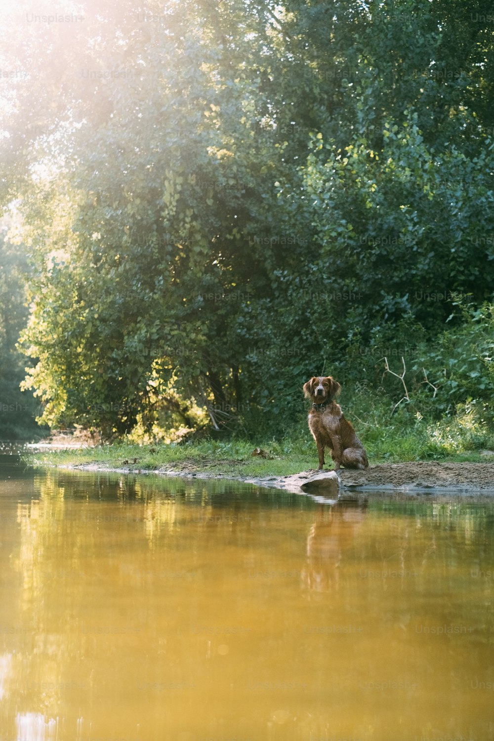 Un perro sentado en una roca cerca de un cuerpo de agua