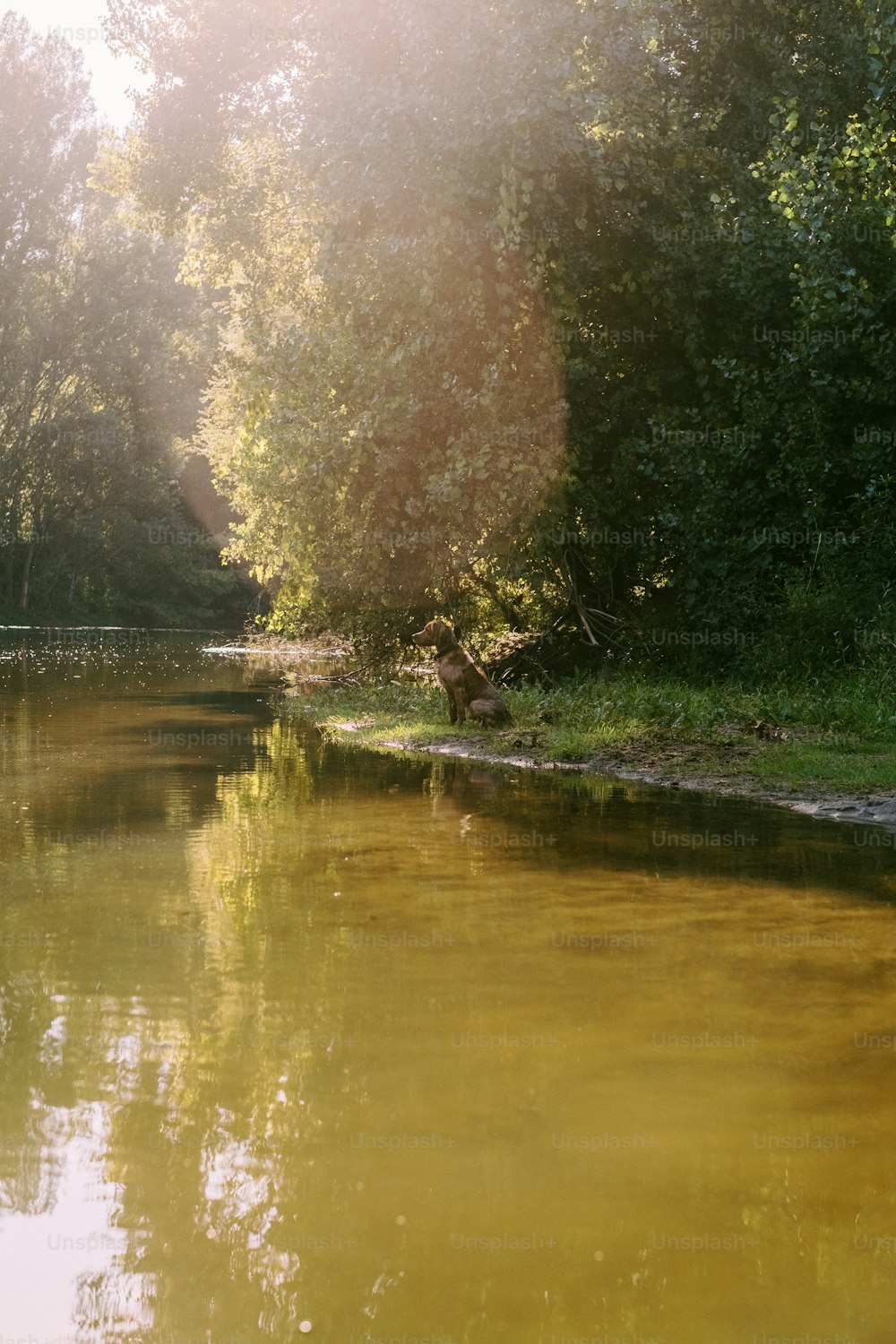 a body of water surrounded by trees and grass