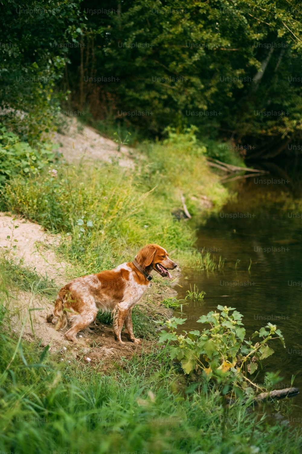 a brown and white dog standing next to a river