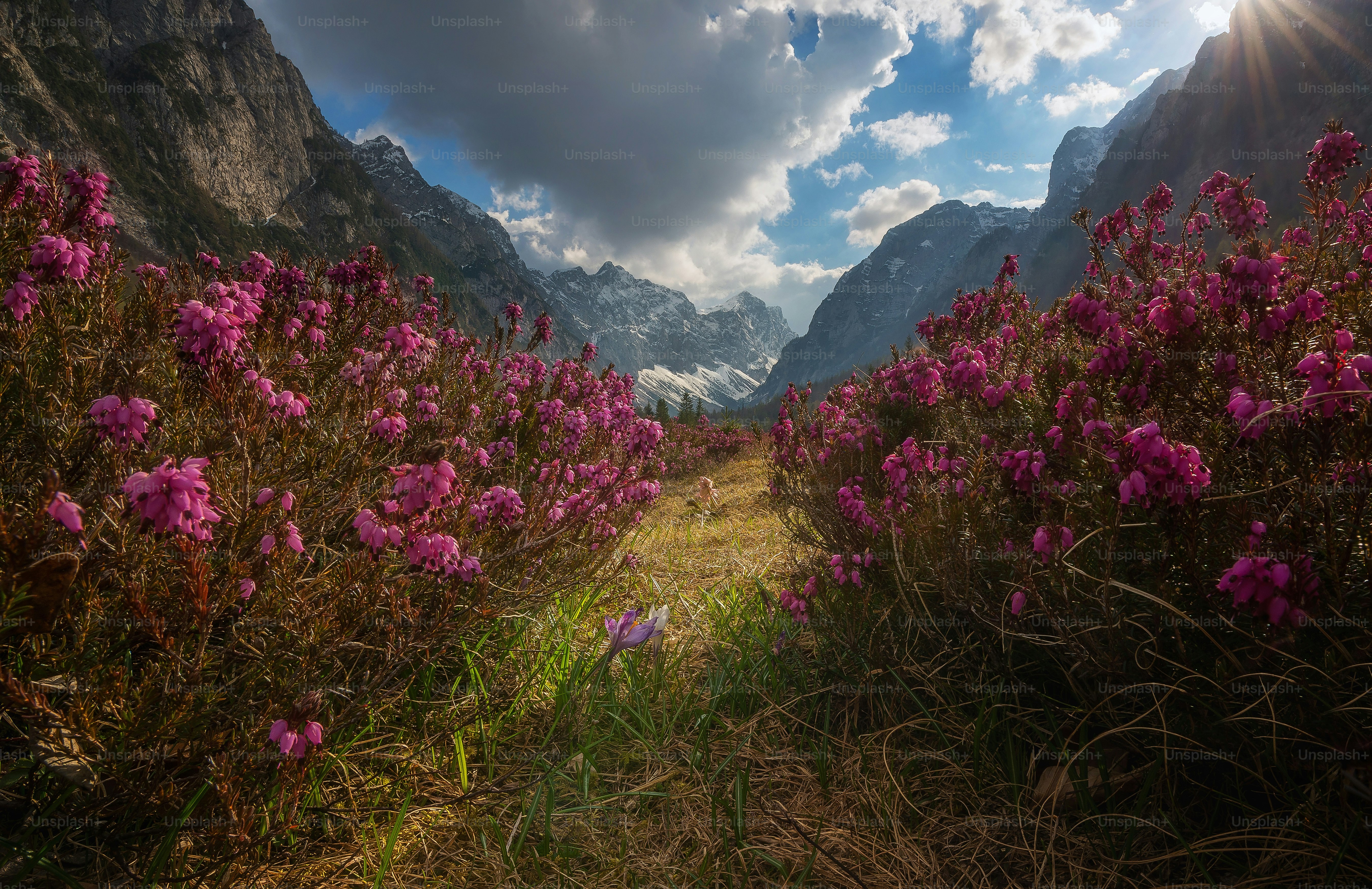 a field of flowers with mountains in the background