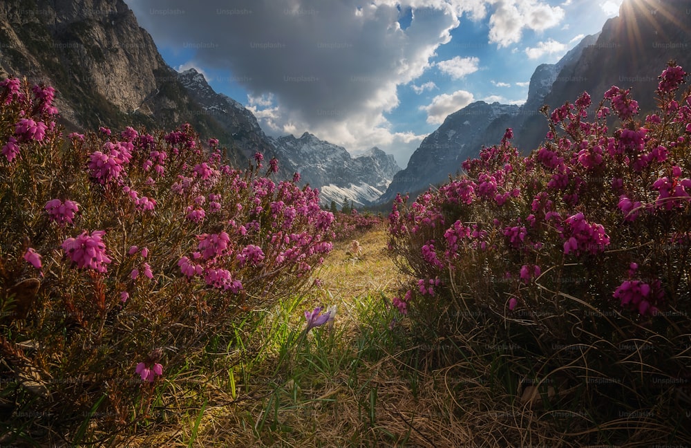 a field of flowers with mountains in the background