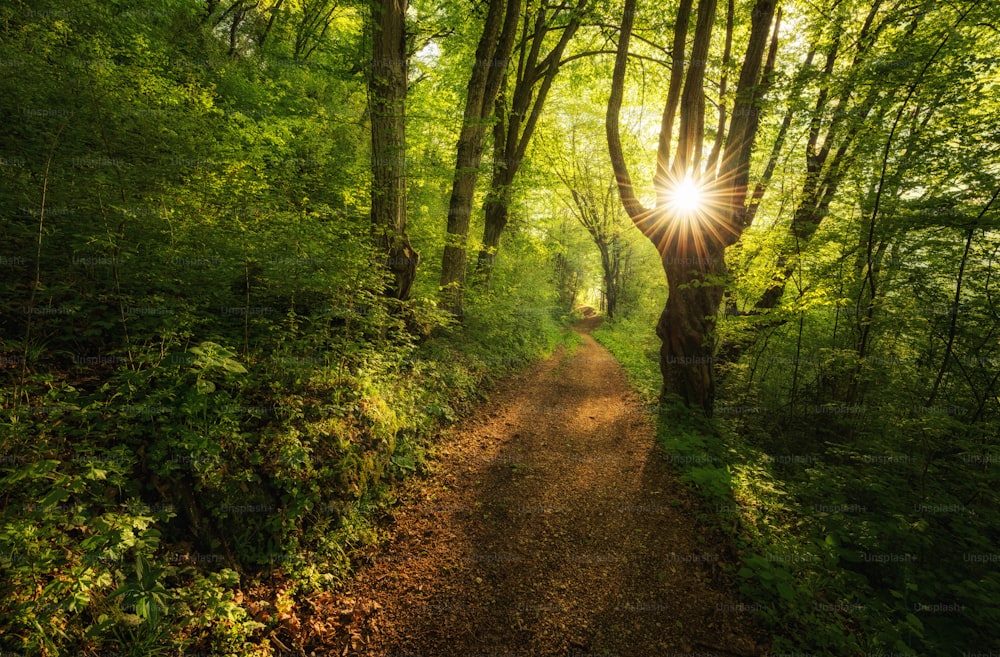 森の木々の間から太陽が輝く