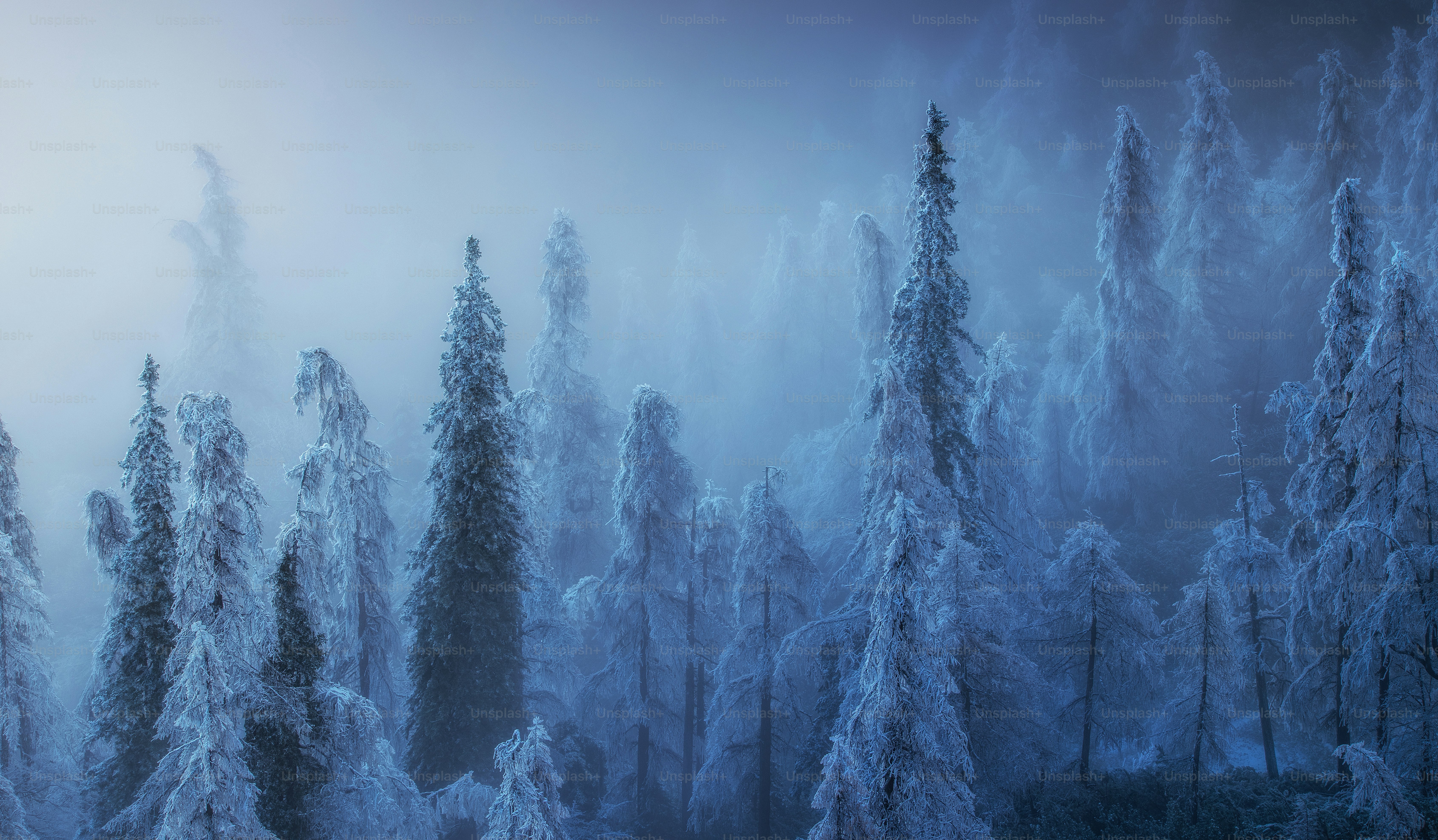 a foggy forest filled with lots of trees