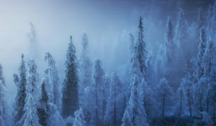 a foggy forest filled with lots of trees