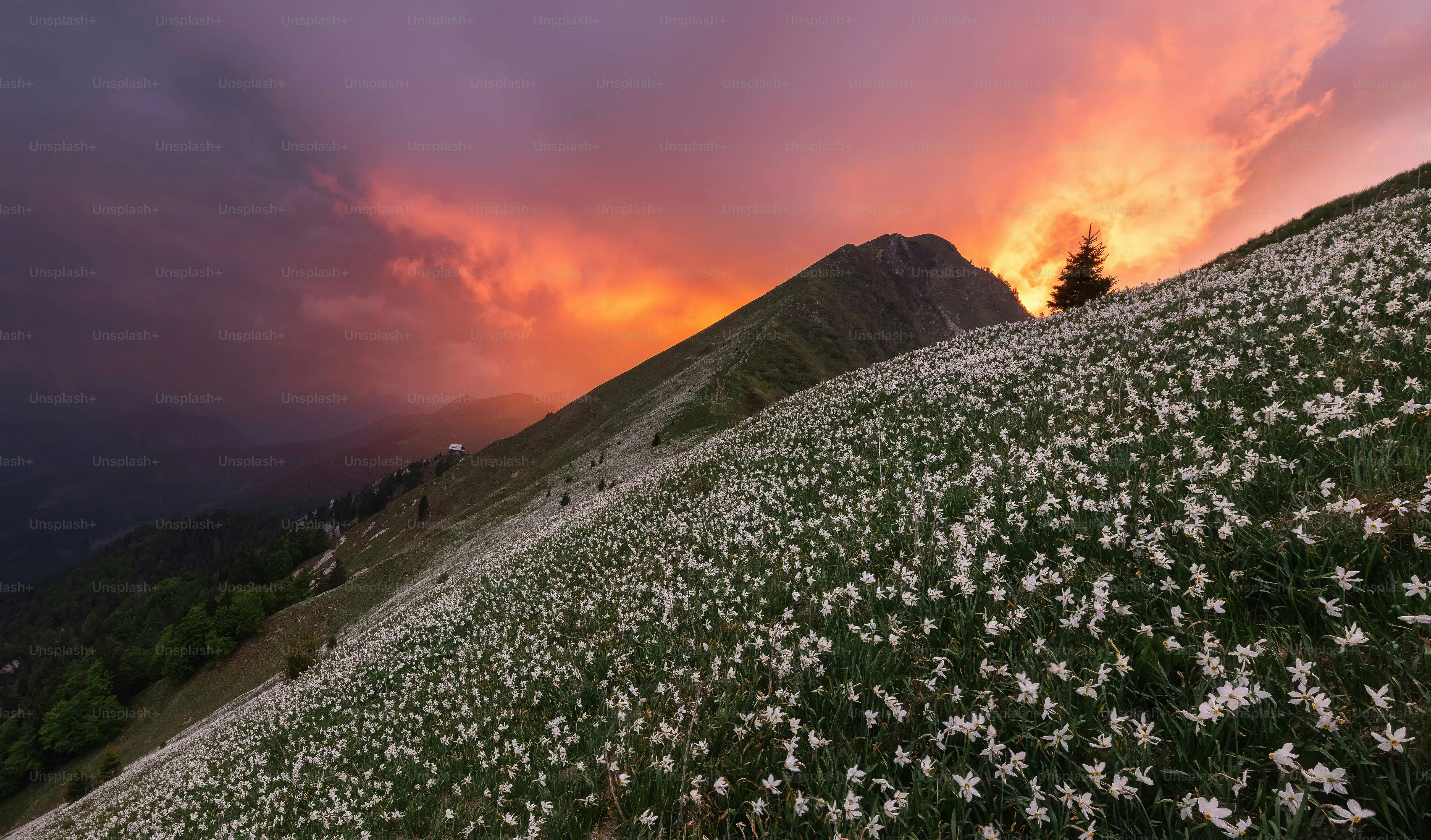 Un campo de flores silvestres con una puesta de sol al fondo