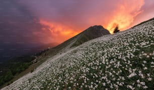 Un campo de flores silvestres con una puesta de sol al fondo