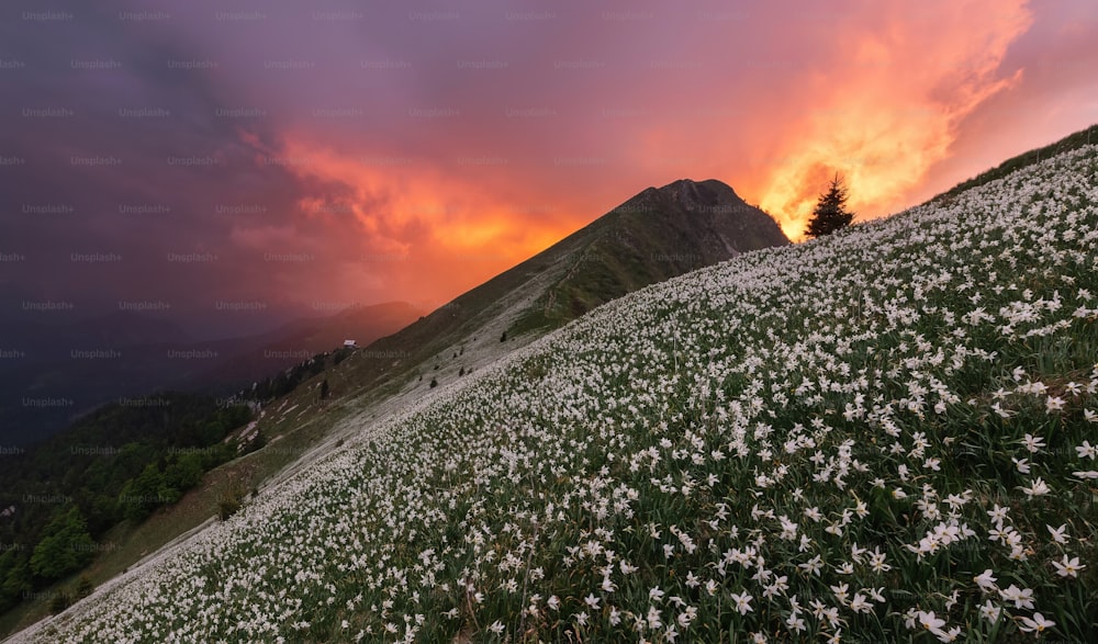 un champ de fleurs sauvages avec un coucher de soleil en arrière-plan