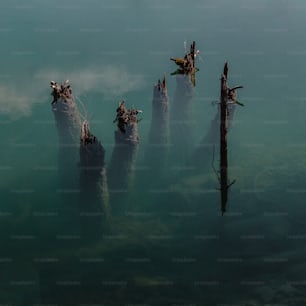 a group of logs sticking out of the water