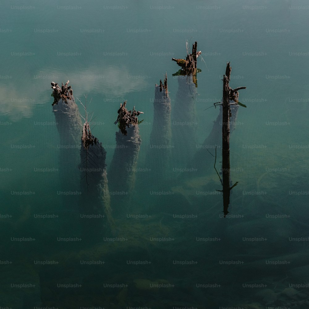 un gruppo di tronchi che spuntano dall'acqua