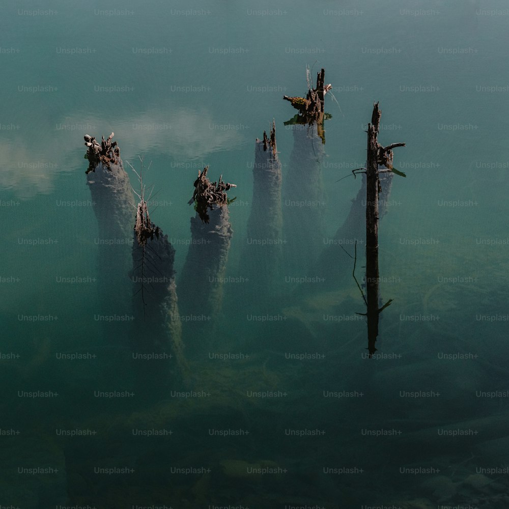 a group of logs sticking out of the water