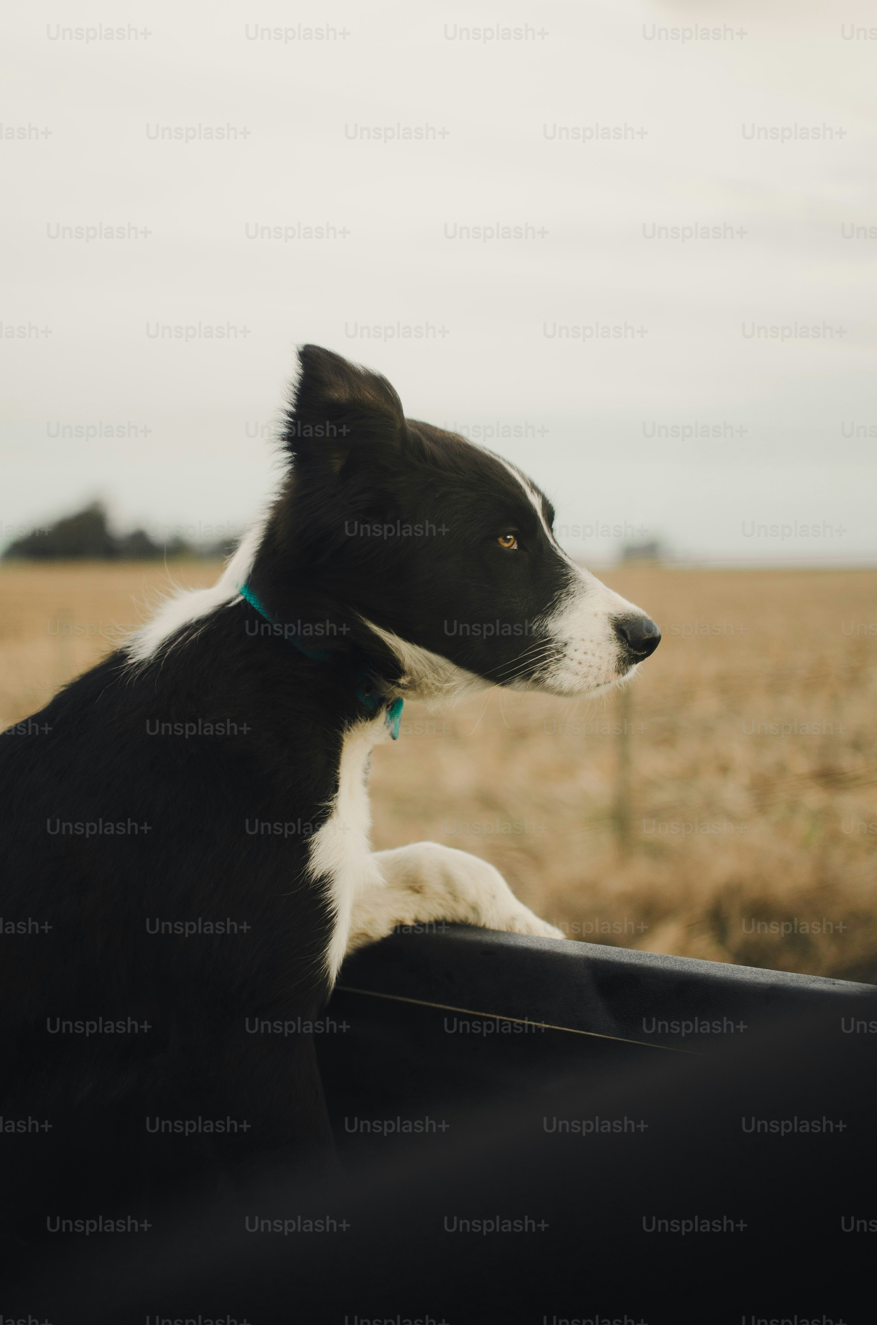 A border collie dog in a truck at a wheat field