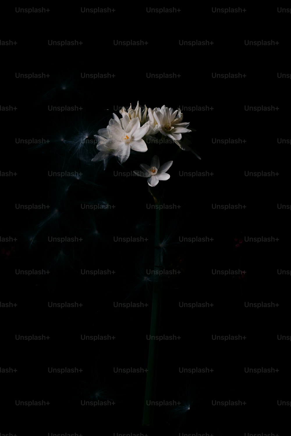 uma única flor branca em um quarto escuro