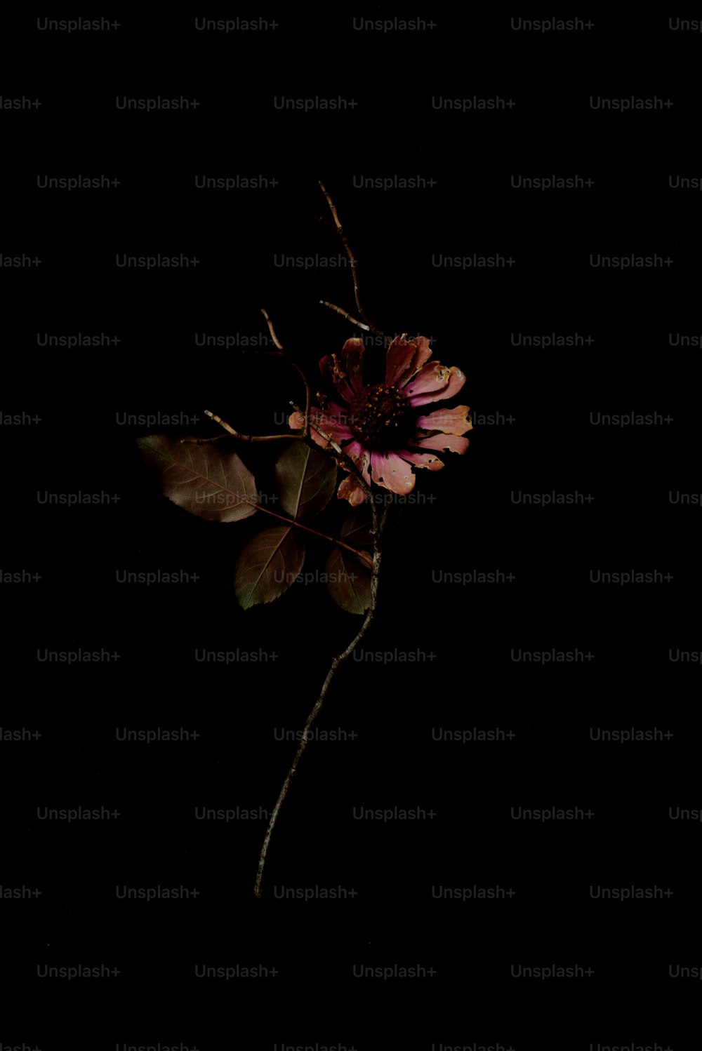 Un singolo fiore al buio su uno sfondo nero
