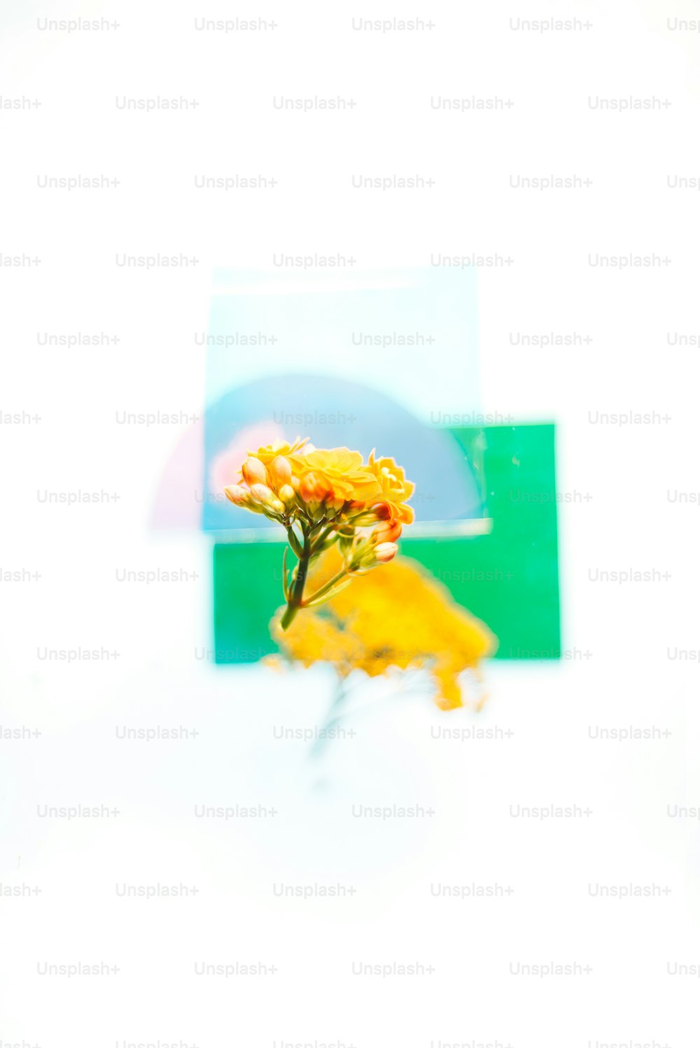 un'immagine di un fiore giallo davanti a uno sfondo bianco