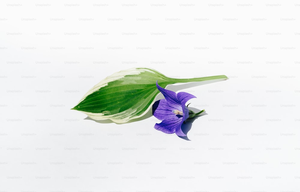 eine lila Blume mit grünen Blättern auf weißem Hintergrund