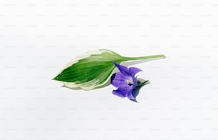 una flor púrpura con hojas verdes sobre un fondo blanco