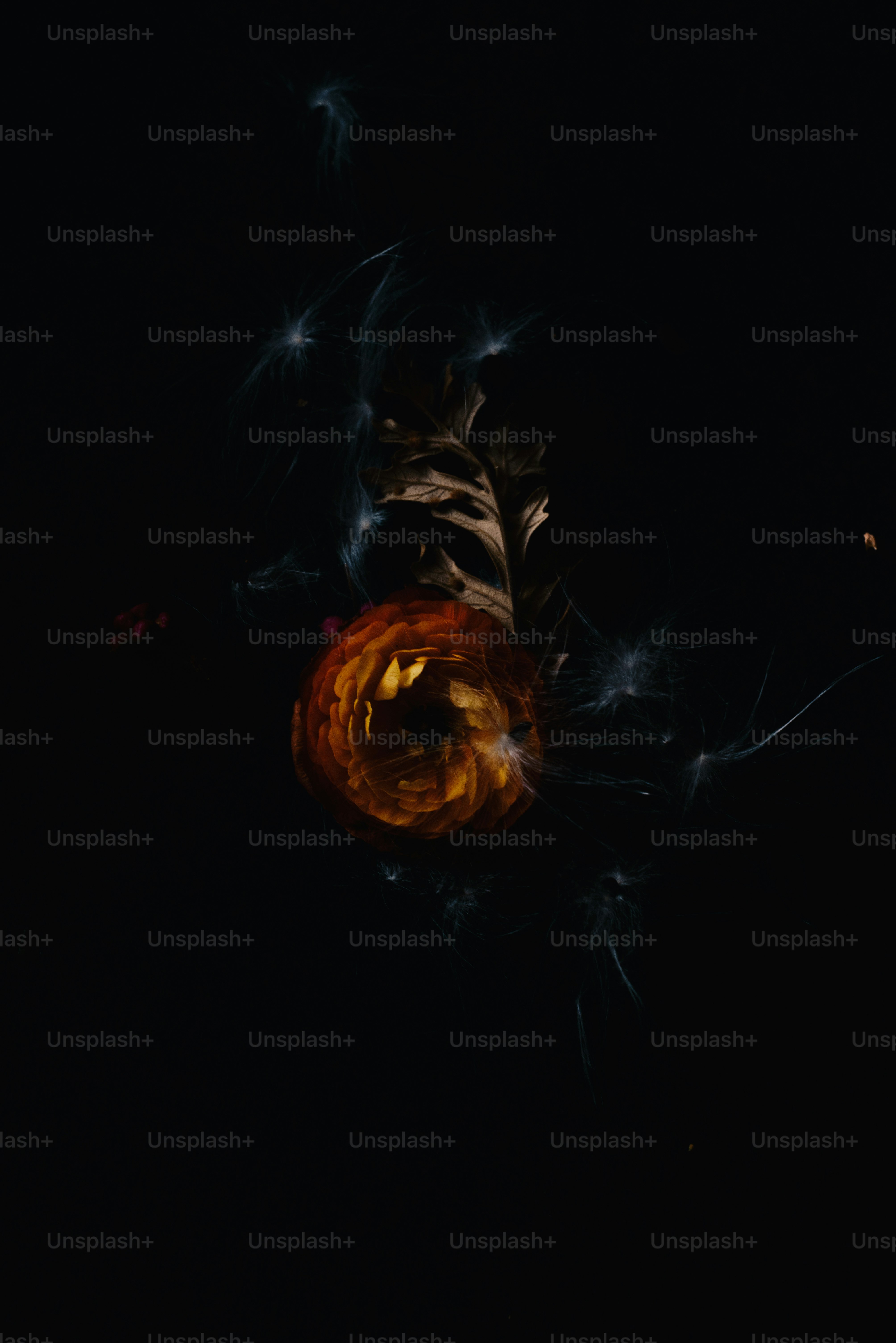 a black background with an orange and white flower