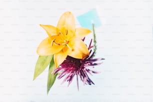 a yellow and purple flower on a white background