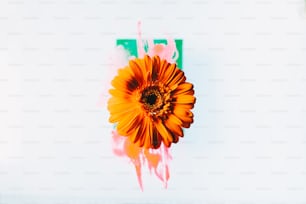 a single orange flower sitting on top of a white wall