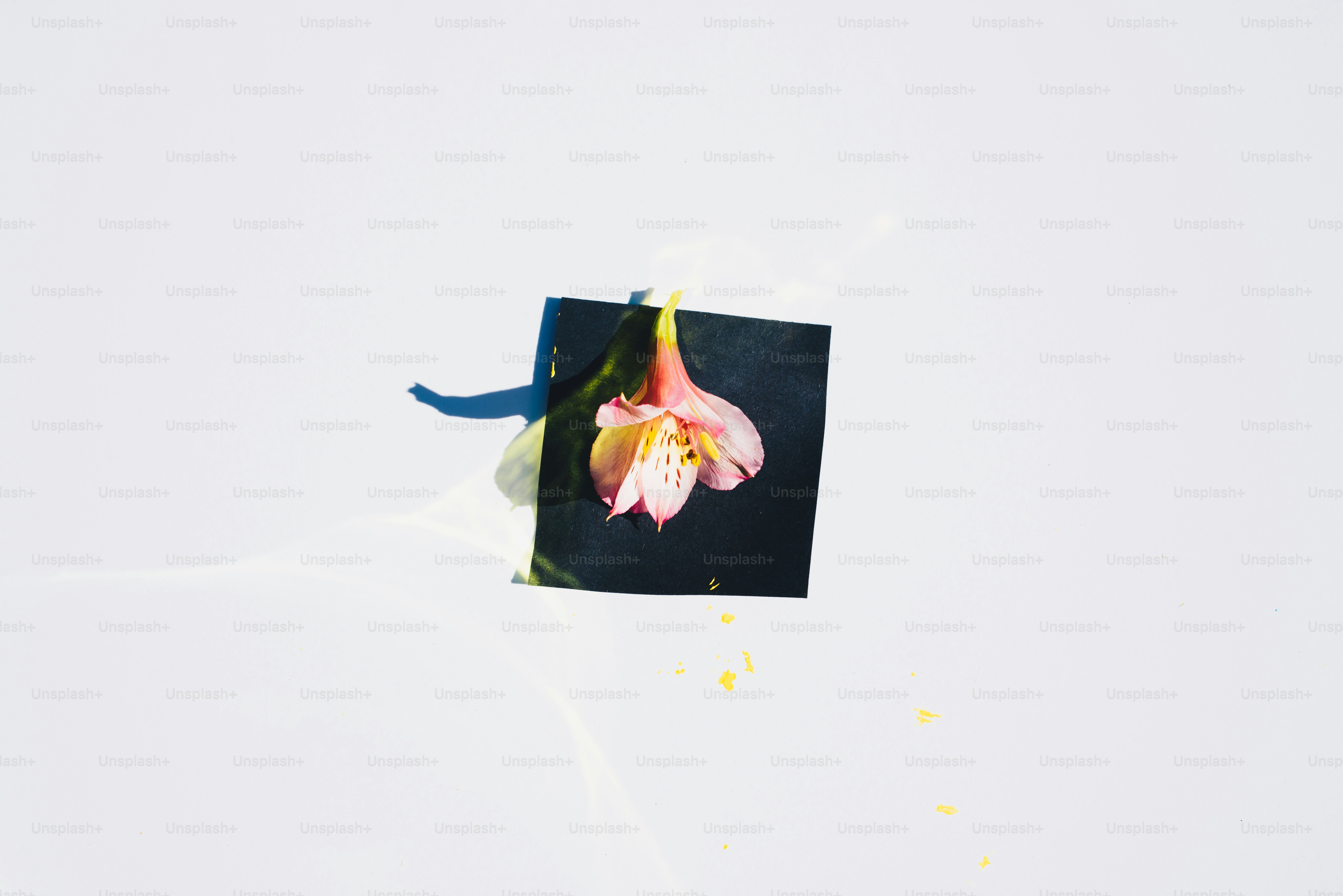 ein Bild einer Blume auf weißem Hintergrund